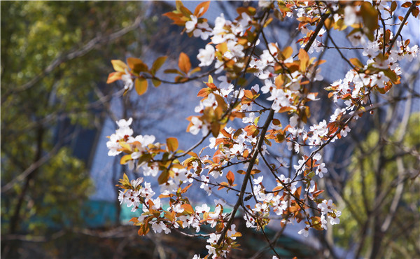 春暖花開(kāi)，等你歸來(lái)——邀你云賞南新春景，以慰思念