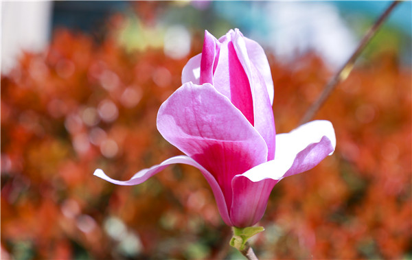 春暖花開(kāi)，等你歸來(lái)——邀你云賞南新春景，以慰思念