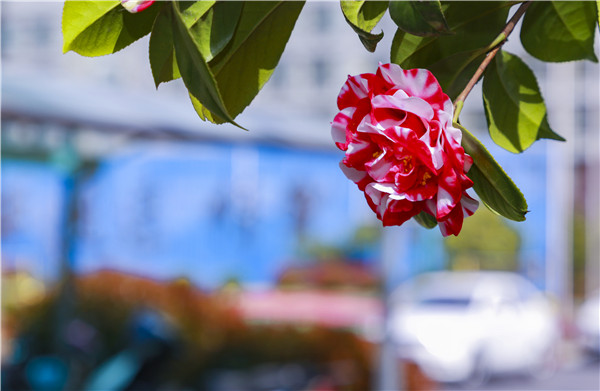 春暖花開(kāi)，等你歸來(lái)——邀你云賞南新春景，以慰思念
