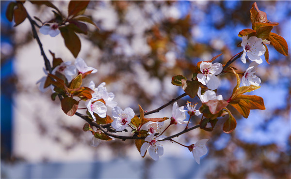春暖花開(kāi)，等你歸來(lái)——邀你云賞南新春景，以慰思念
